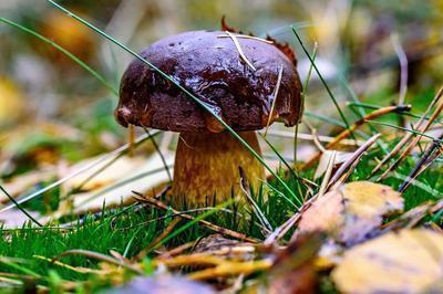 草菇的药用功效与作用具体有哪些 草菇具体的做法有哪些