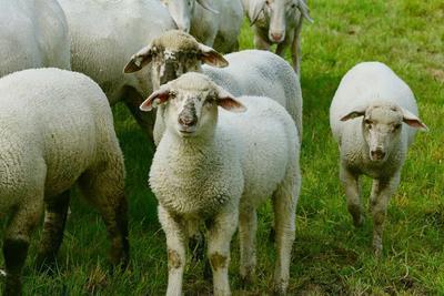 羊腰窝肉的功效与作用 羊腰窝肉的副作用有哪些