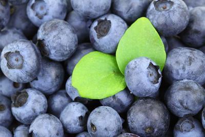 蓝莓的介绍 蓝莓酒的功效有哪些