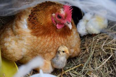 鸡得了禽流感该怎么办 禽流感要做什么检查