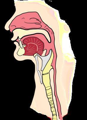 喉阻塞的分度标准 详解喉阻塞的表现