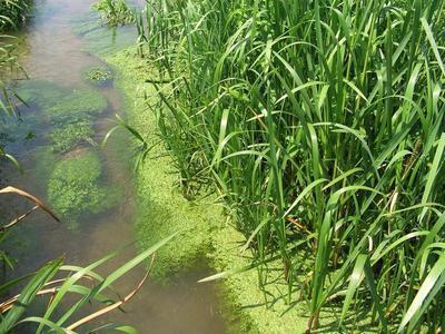 绿藻的新陈代谢类型是什么 有哪些有效成分