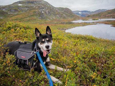 瑞比克狂犬疫苗怎么样 狂犬病应该怎么办