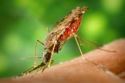 疟疾好后喝酒 疟疾的定义是什么