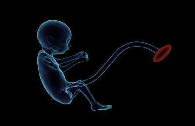14周胎儿发育情况 男女能看出来吗