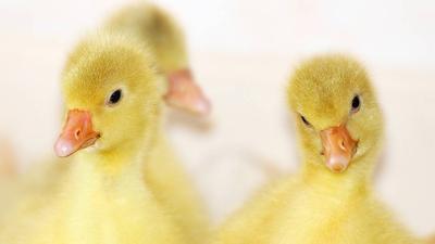 禽流感的扑杀方法 禽流感怎么预防