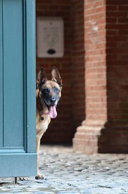 狂犬病能治好吗? 狂犬病潜伏期多久