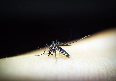 蚊子咬了得登革热怎么办 登革热的常见症状