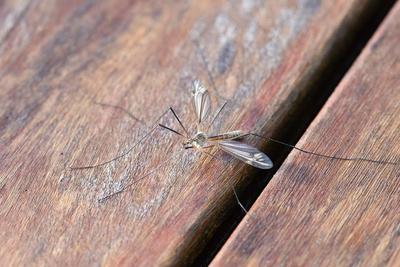 黑蚊子咬会乙脑吗 乙脑的传播方式有哪些