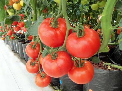 西红柿和什么食物相克 吃西红柿的注意事项有哪些