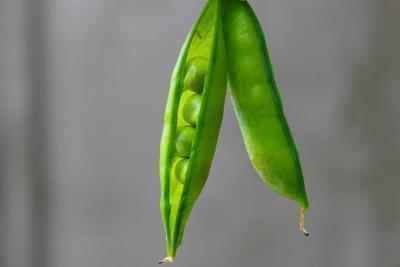 蚕豆病可以吃其他豆类吗 蚕豆病有哪些症状