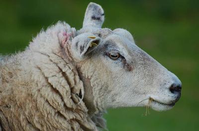 羊如何注射羊痘疫苗 羊痘疫苗种类及用法