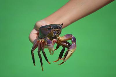 过敏体质能吃哪种螃蟹 过敏体质的饮食禁忌