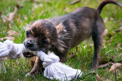 狂犬病可以潜伏多少年 狂犬病是什么原因