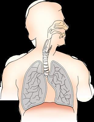 外源性过敏性肺泡炎的治疗及预防