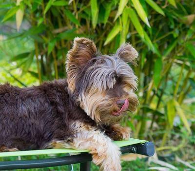 狂犬病发病会学狗叫吗 狂犬病的危害