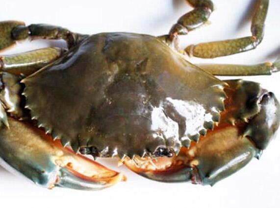 螃蟹能治病 合骨散活血行瘀壮筋骨药用食物