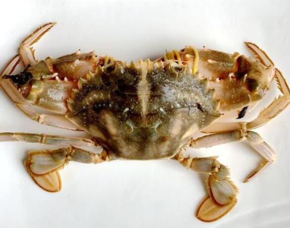 吃螃蟹过敏怎么办 皮肤过敏能不能吃螃蟹