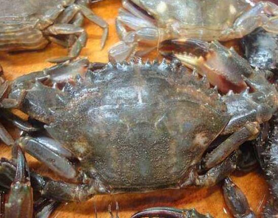 青蟹死了能吃吗,如何挑选鲜活螃蟹