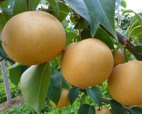 圆黄梨能和羊排一起吃吗/同吃_圆黄梨和羊排相克吗