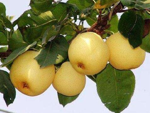 梨子能和梭子蟹一起吃吗/同吃_梨子和梭子蟹相克吗