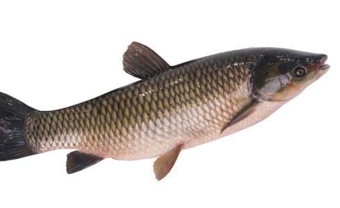 草鱼的营养价值 草鱼的食谱有哪些