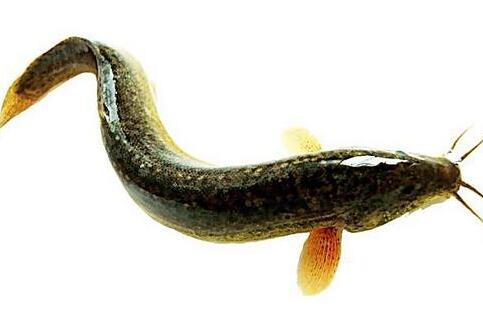 吃泥鳅可提高精子的质量