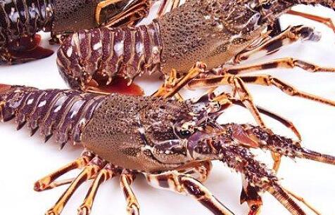 生活中小龙虾的危害 怎么区分小龙虾和大龙虾
