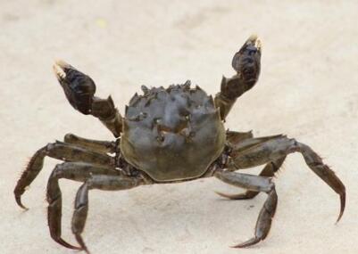 怀孕能吃螃蟹吗 怀孕吃螃蟹的危害有哪些