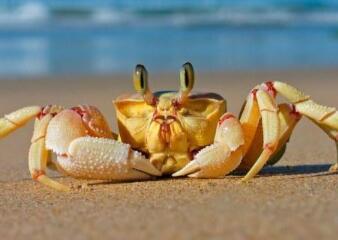 吃螃蟹不能吃什么 螃蟹的选购技巧介绍