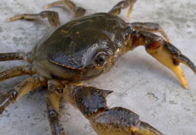 秋季螃蟹飘香细数吃螃蟹的饮食禁忌秋