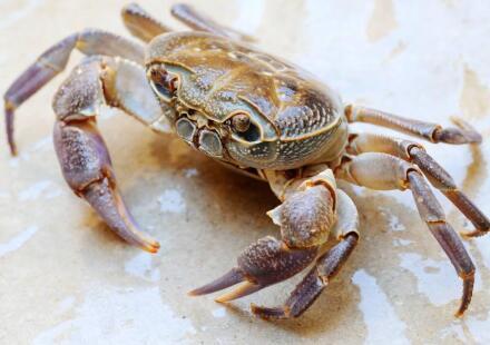 金秋螃蟹成熟时 美味攻略来分享秋