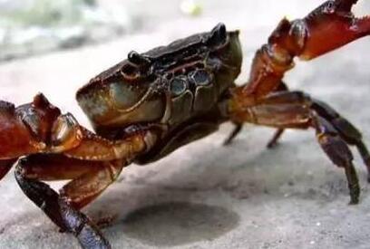 大闸蟹不能和什么一起吃 大闸蟹怎么吃