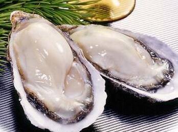 日常饮食中必不可少的肉食佳品牡蛎