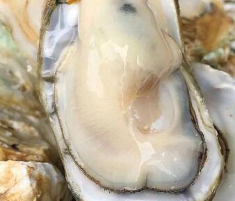 前列腺炎患者可以多吃牡蛎预防