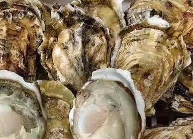 牡蛎功效与作用,牡蛎的营养价值与功效