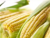 玉米怎么选? 如何辨别老玉米和嫩玉米