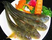 各种食用鱼存在的不同营养