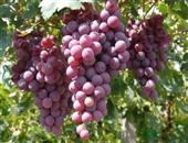 初秋多吃葡萄保健康 葡萄的功效与作用