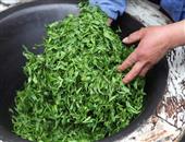 茶叶保健功效高:茶疗的功效与注意事项