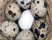 细数鹌鹑蛋处于人体的罕见功效