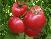 西红柿是难得的抗癌美食之一