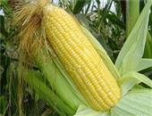 玉米到底有哪些营养价值？