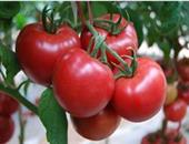夏季吃西红柿有助降低肾癌风险