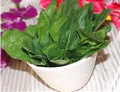 夏季减肥 推荐5款去油蔬菜