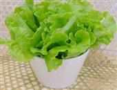 减肥必吃的6大食物 瘦到没朋友