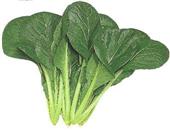 春天吃什么可以减肥呢