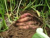 秋季想要减肥就要注意五吃五不吃