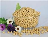 “豆中之王”黄豆有10种保健功效