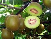奇异果——猕猴桃也能减肥？
